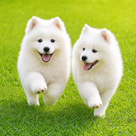 Dog Wallpaper icon